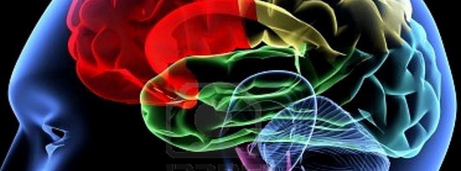 cerveau.jpg